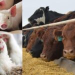 Protecting Your Farm: The Importance of Farm Biosecurity